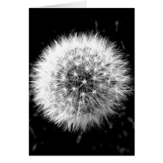 Black and white dandelion