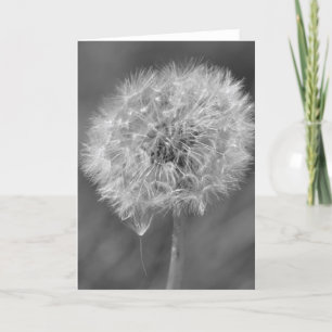 Black and White Dandelion Flower Photography Card