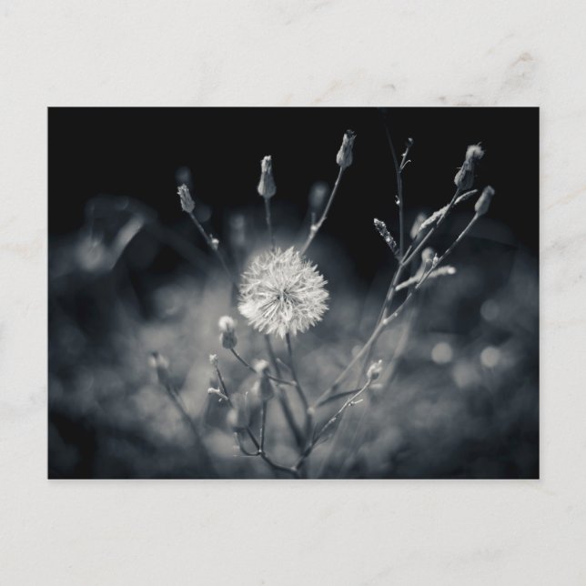Black and White Dandelion Photography Postcard (Front)