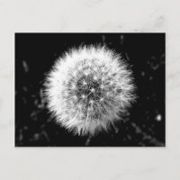 Black and white dandelion