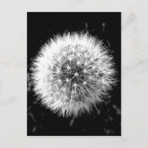 Black and white dandelion postcard