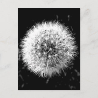 Black and white dandelion postcard