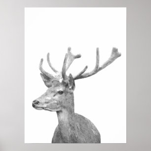 Black and white deer animal portrait poster