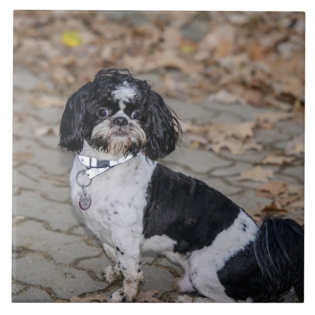 Black and white dog tile (Front)