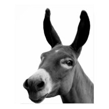 Black and white donkey funny peekaboo animal photo