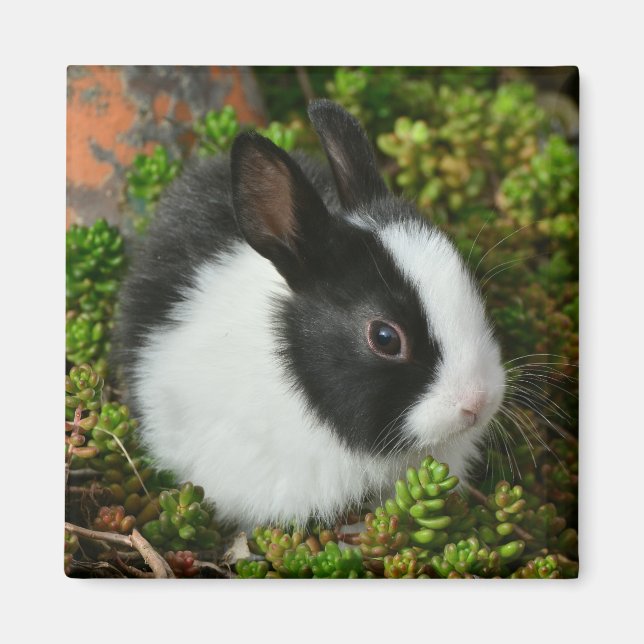 Black and White Dutch Dwarf Mini Bunny Rabbit Magnet (Front)