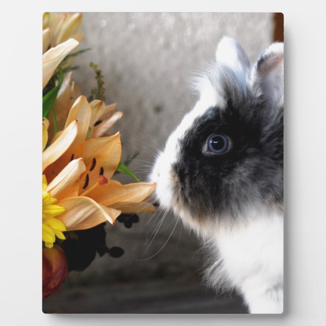 Black and white dwarf rabbit plaque (Front)