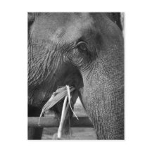 Black and white elephant photo postcard