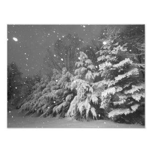 Black and White Evergreen Tree Snow Storm Photo Print