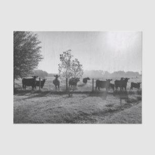 Black and White Field Cows Photograph Decoupage Tissue Paper