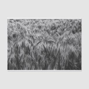 Black and White Field of Wheat Tissue Paper