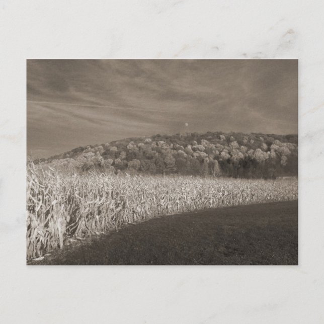 Black and White Fields Of Grain Postcard (Front)