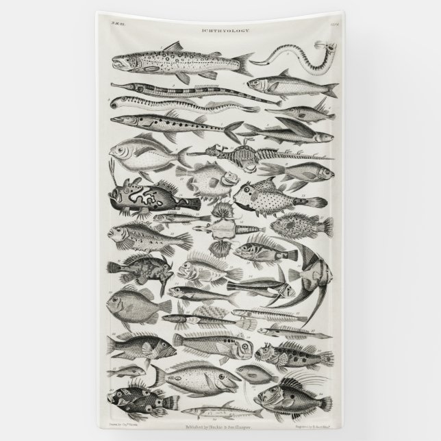 Black and White fish, ocean, ichthyologist Banner (Vertical)