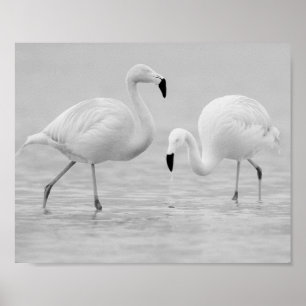 Black and White Flamingo Tropical Printable Art  Poster