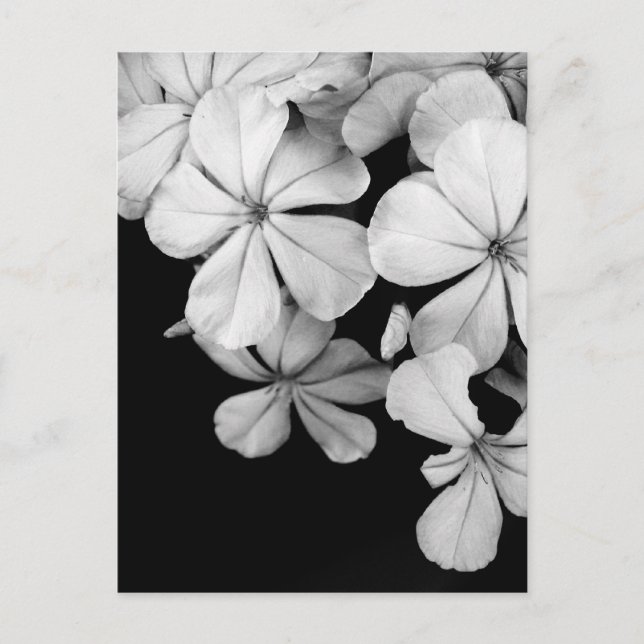 Black and white florals postcard (Front)