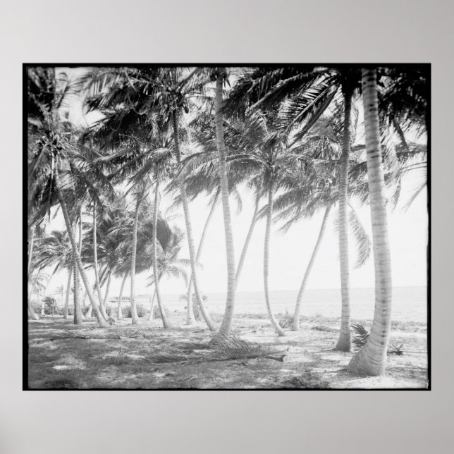 Black and White Florida Palm Trees Photograph Poster (Front)