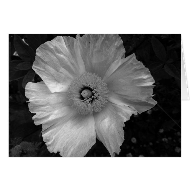 black and white flower (Front Horizontal)