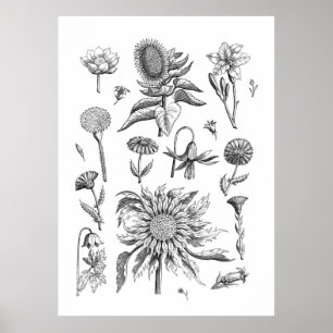 Black and White Flower and Plants Poster