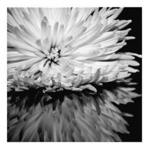 Black and White Flower Photo