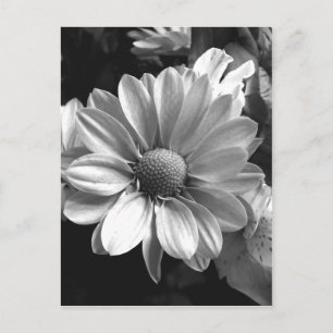 Black and White Flower Photo Postcard