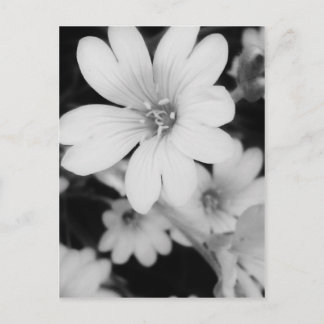 Black and white flower postcard
