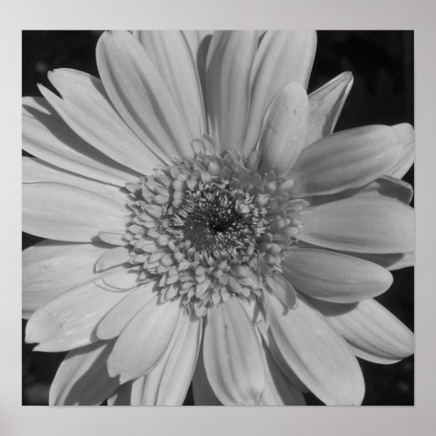 Black And White Flowers Posters, Prints & Poster Printing | Zazzle CA