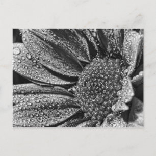 Black and white flower with morning dew, postcard