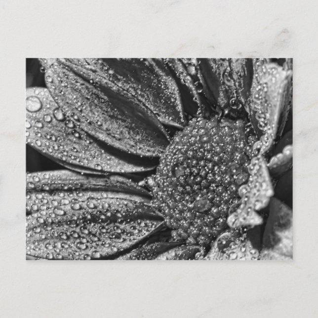 Black and white flower with morning dew, postcard (Front)