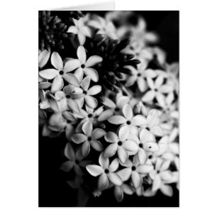 black and white flowers