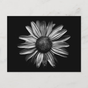 Black And White Flowers 18 Postcard