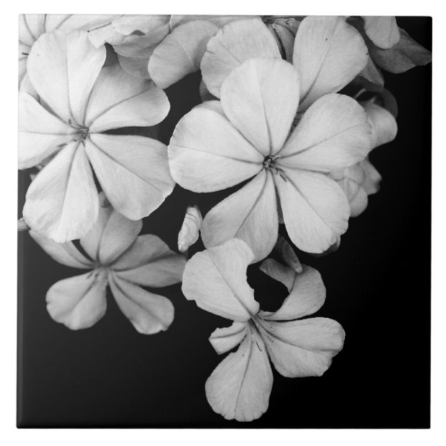 Black and white flowers close-up tile (Front)