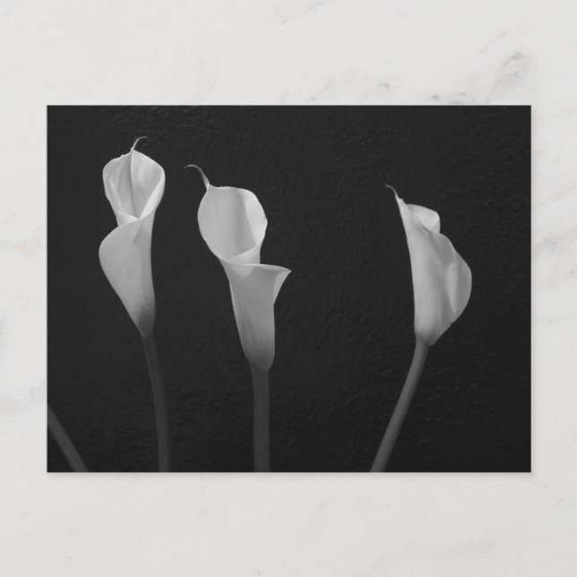 Black and White Flowers Postcard (Front)