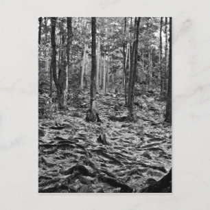 Black And White Forest Postcard