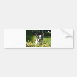 Black and White French Bull Dog Puppy Bumper Sticker