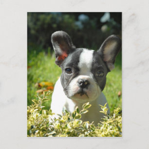 Black and White French Bull Dog Puppy Postcard