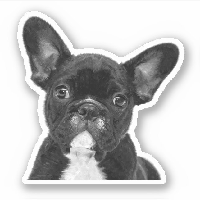Black and White French Bulldog (Front)