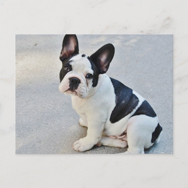Black and White French Bulldog Postcard (Front)