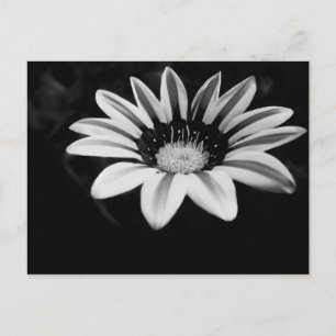 Black and White Gazania Flower Photograph Postcard
