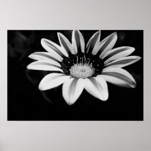 Black and White Gazania Flower Photograph Poster
