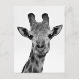 Black and White Giraffe Photograph Postcard