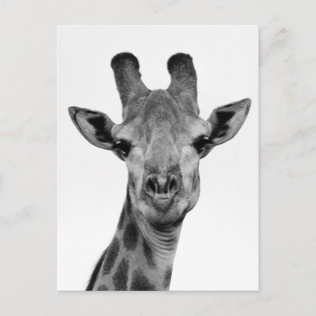 Black and White Giraffe Photograph Postcard (Front)