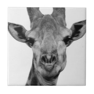 Black and White Giraffe Photograph Tile