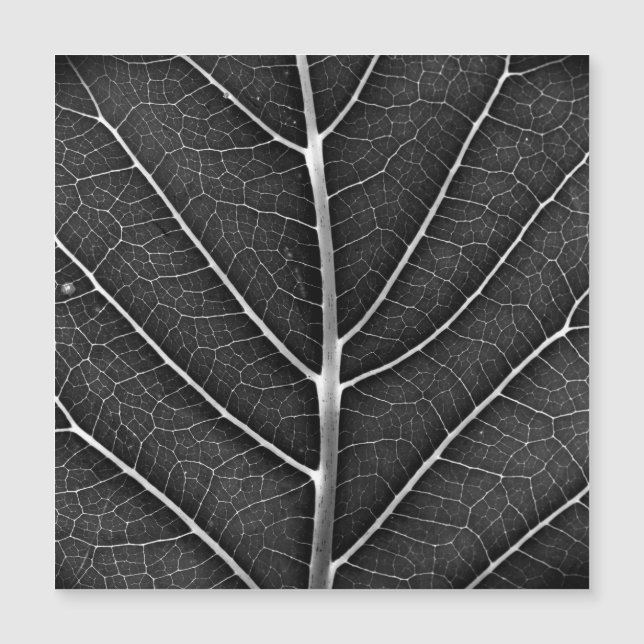 Black and white glowing leaf close-up (Front)