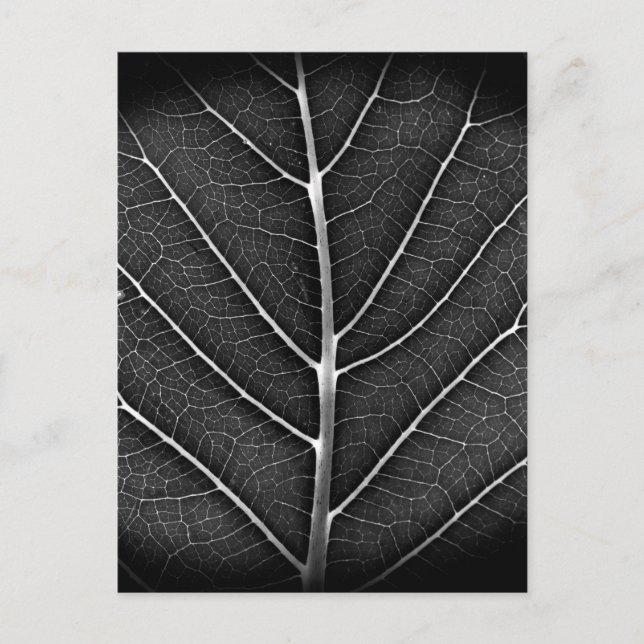 Black and white glowing leaf close-up holiday postcard (Front)