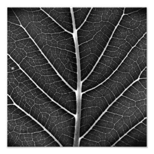 Black and white glowing leaf close-up photo print