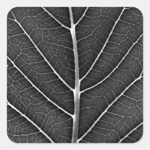Black and white glowing leaf close-up square sticker