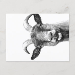 Black and White Goat _Funny Goat Canvas  Holiday Postcard