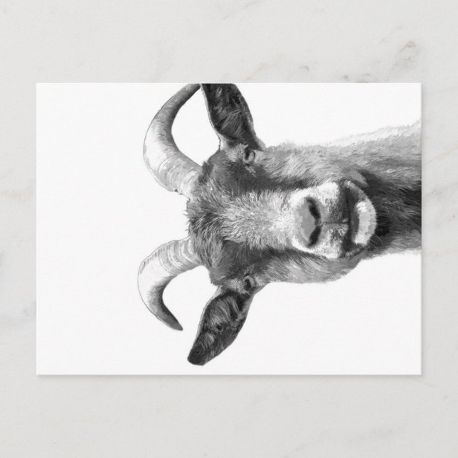 Black and White Goat _Funny Goat Canvas| Holiday Postcard (Front)