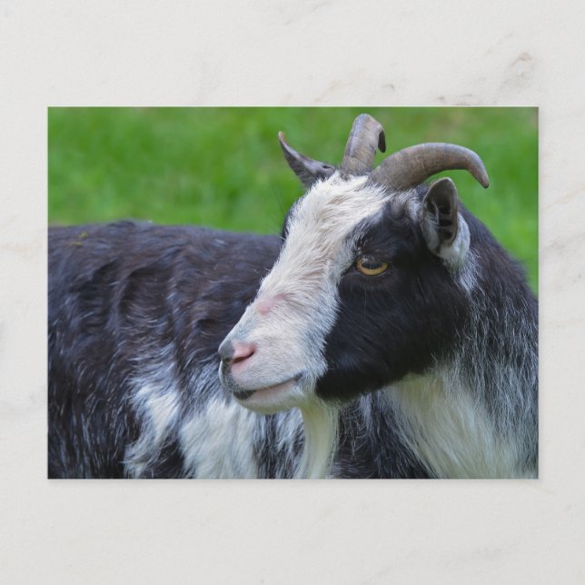 Black and white goat postcard (Front)