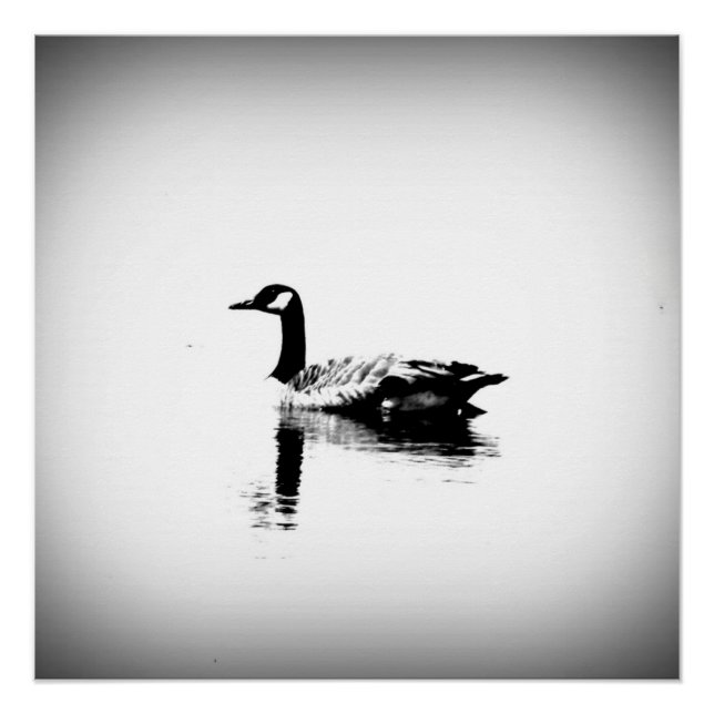 Black and White Goose Poster (Front)
